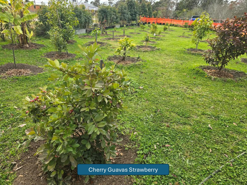 Balmoral-Flowers-Krishi-Gardens-2026-01