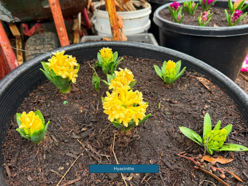 Balmoral-Flowers-Krishi-Gardens-2026-01a
