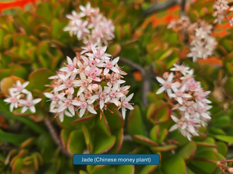 Balmoral-Flowers-Krishi-Gardens-2026-15