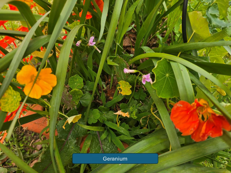 Balmoral-Flowers-Krishi-Gardens-2026-16