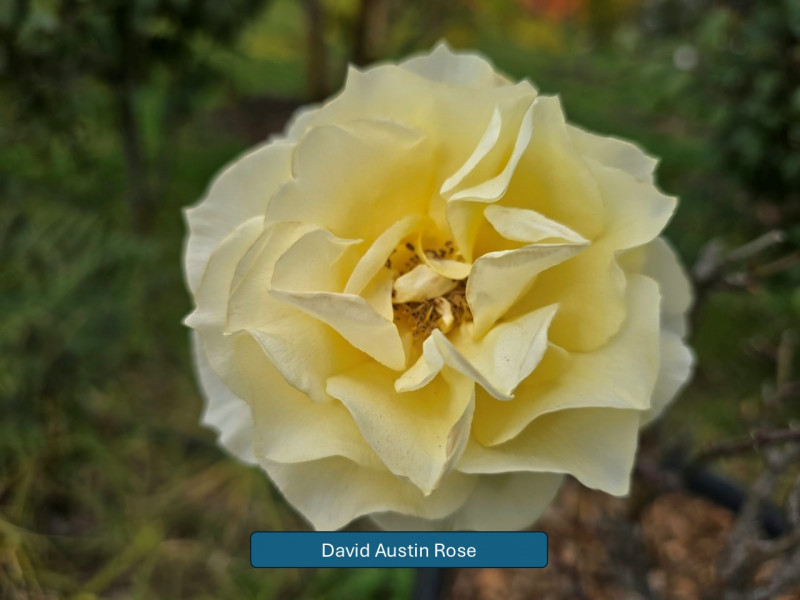 Balmoral-Flowers-Krishi-Gardens-2026-17