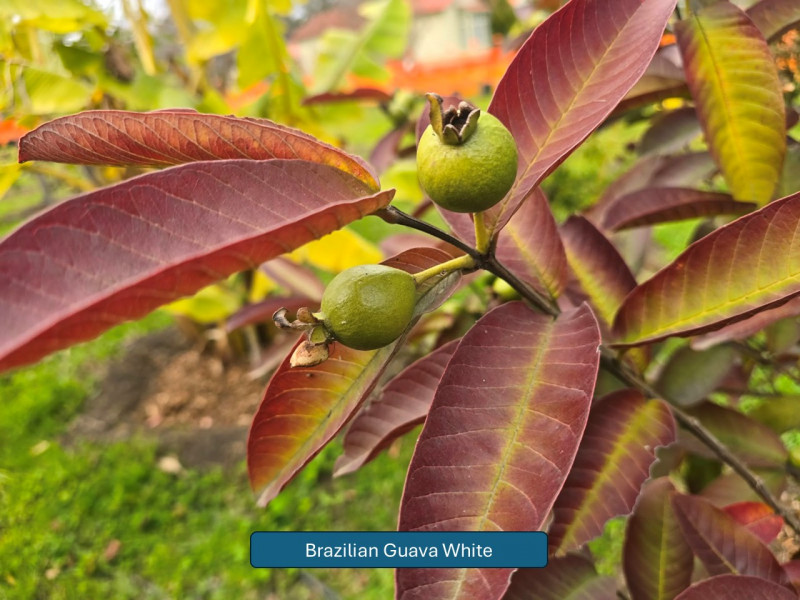 Balmoral-Flowers-Krishi-Gardens-2026-21