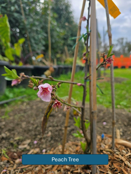 Balmoral-Flowers-Krishi-Gardens-2026-27