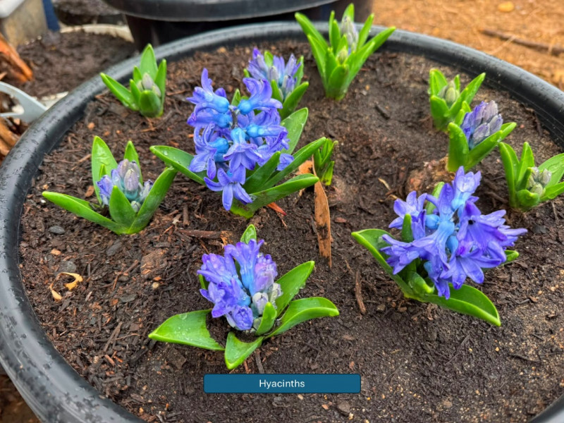 Balmoral-Flowers-Krishi-Gardens-2026-2a-