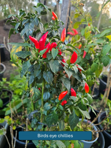 Balmoral-Flowers-Krishi-Gardens-2026-30
