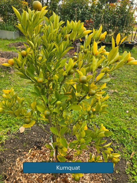 Balmoral-Flowers-Krishi-Gardens-2026-33