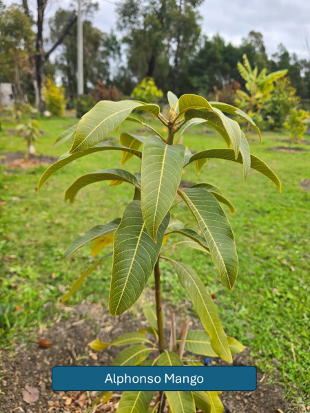 Balmoral-Flowers-Krishi-Gardens-2026-36