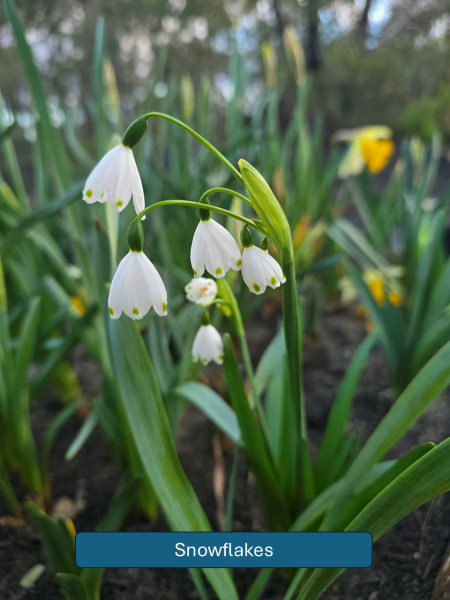 Balmoral-Flowers-Krishi-Gardens-2026-38