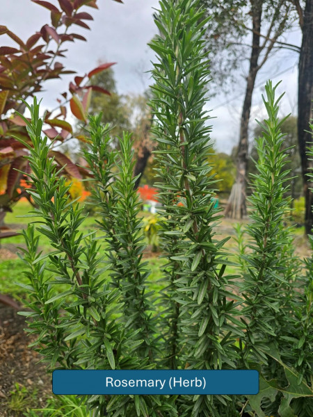 Balmoral-Flowers-Krishi-Gardens-2026-39