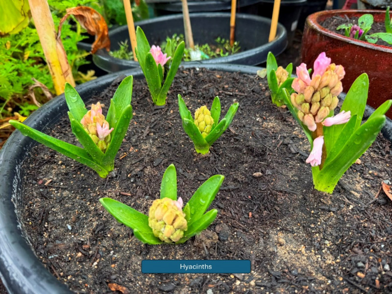 Balmoral-Flowers-Krishi-Gardens-2026-3a-