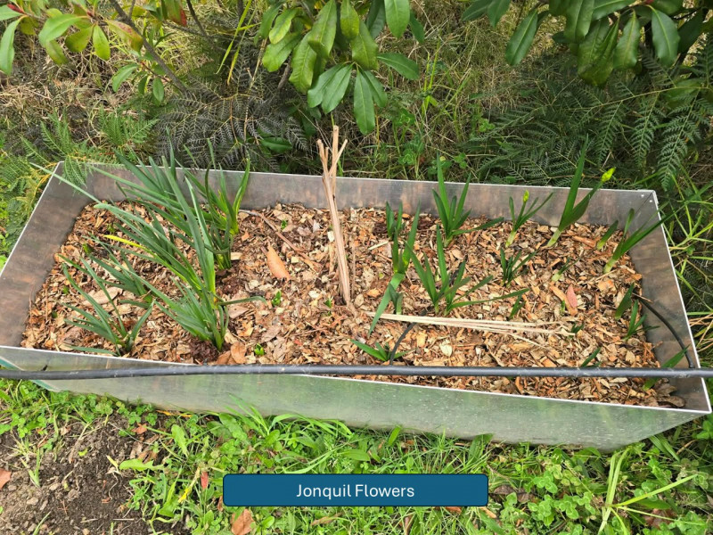 Balmoral-Flowers-Krishi-Gardens-2026-4