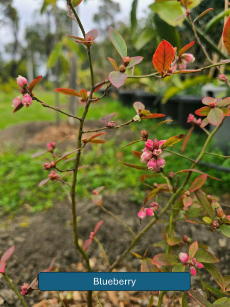 Balmoral-Flowers-Krishi-Gardens-2026-41