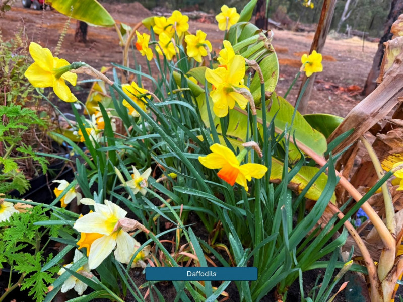 Balmoral-Flowers-Krishi-Gardens-2026-4a-