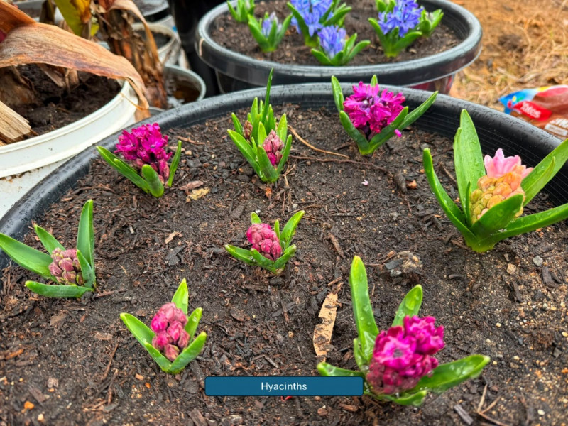Balmoral-Flowers-Krishi-Gardens-2026-6a