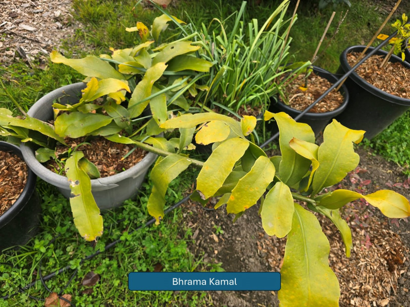 Balmoral-Flowers-Krishi-Gardens-2026-7