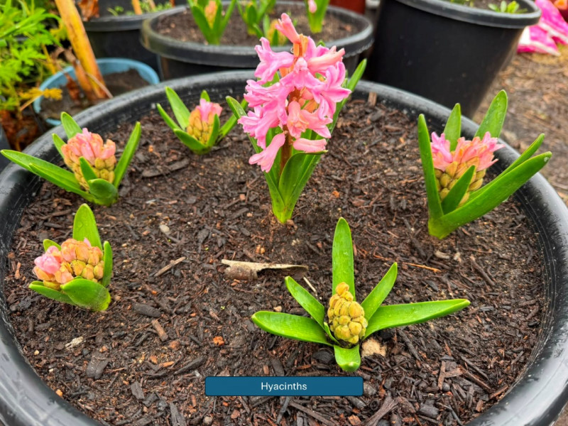 Balmoral-Flowers-Krishi-Gardens-2026-7a-