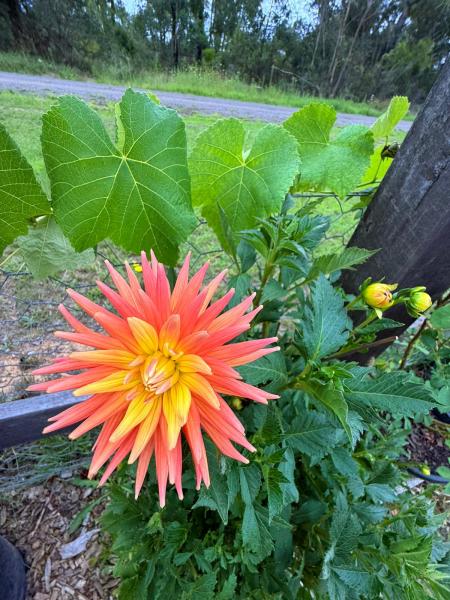 Balmoral-Ashram-Flowers-Feb-2026-10
