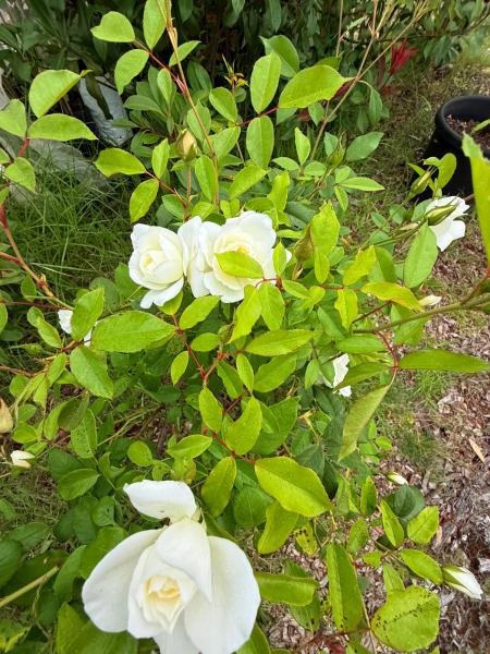 Balmoral-Ashram-Flowers-Feb-2026-11