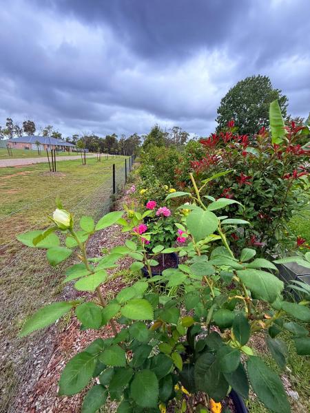 Balmoral-Ashram-Flowers-Feb-2026-14
