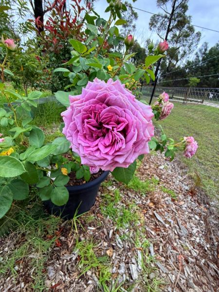 Balmoral-Ashram-Flowers-Feb-2026-15