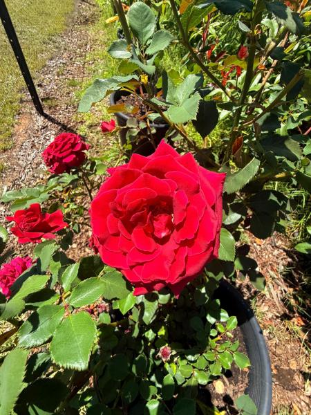 Balmoral-Ashram-Flowers-Feb-2026-16