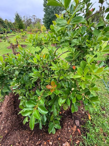 Balmoral-Ashram-Flowers-Feb-2026-21
