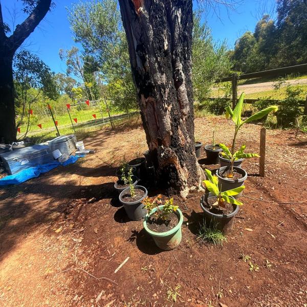 Balmoral-Ashram-Flowers-Feb-2026-24