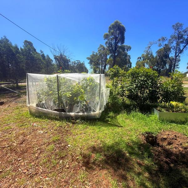 Balmoral-Ashram-Flowers-Feb-2026-25