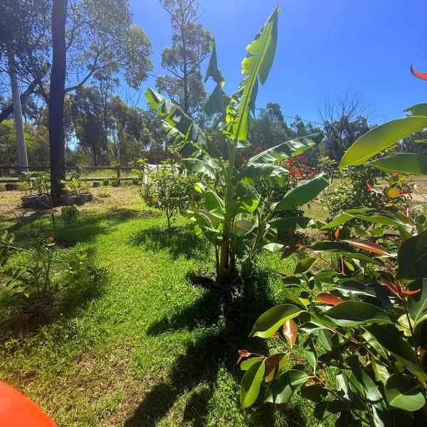 Balmoral-Ashram-Flowers-Feb-2026-26