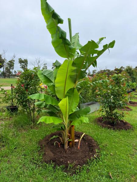 Balmoral-Ashram-Flowers-Feb-2026-4