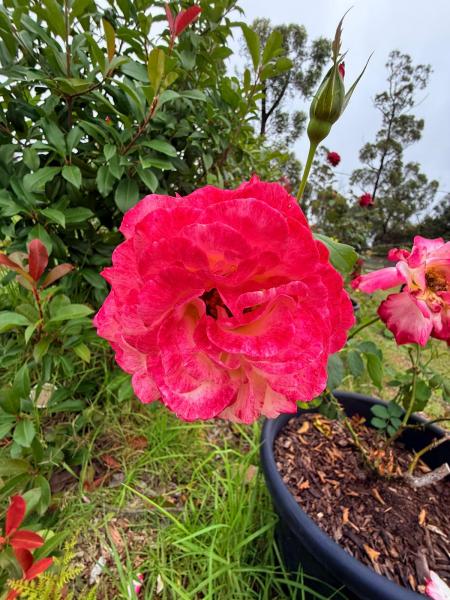 Balmoral-Ashram-Flowers-Feb-2026-5