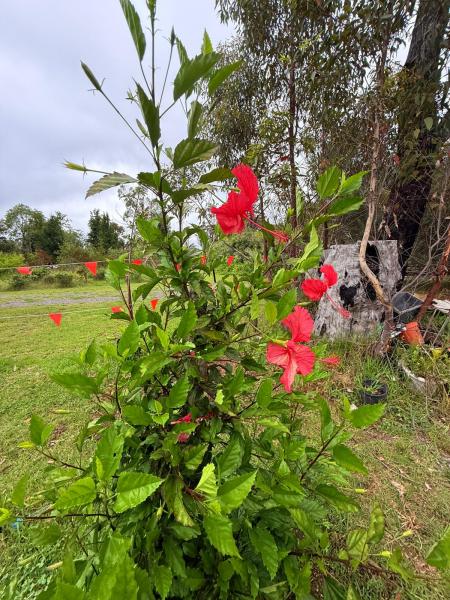 Balmoral-Ashram-Flowers-Feb-2026-6