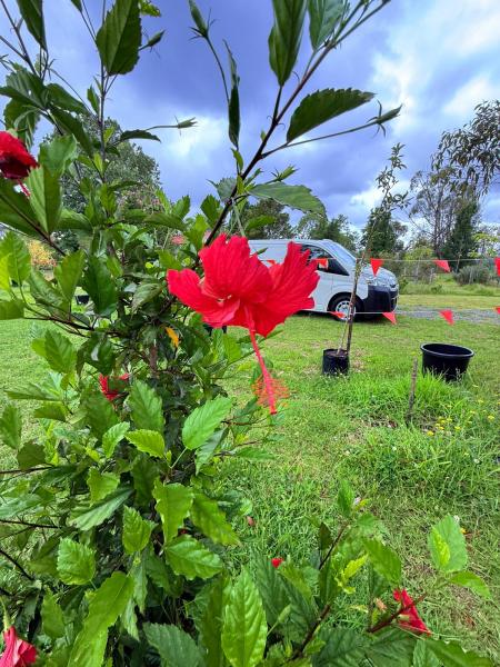 Balmoral-Ashram-Flowers-Feb-2026-7