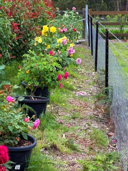 Balmoral-Ashram-Flowers-Feb-2026-8