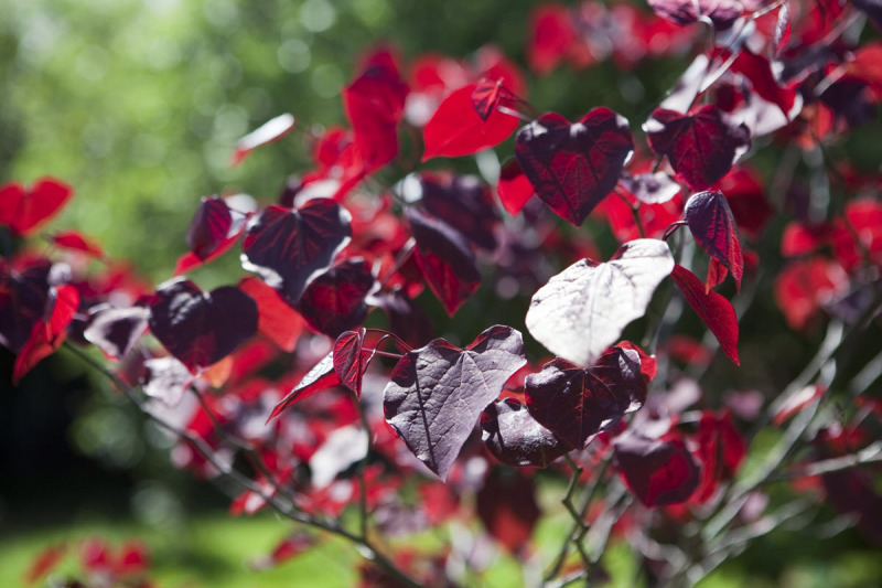 Balmoral-Ashram-NSW-13