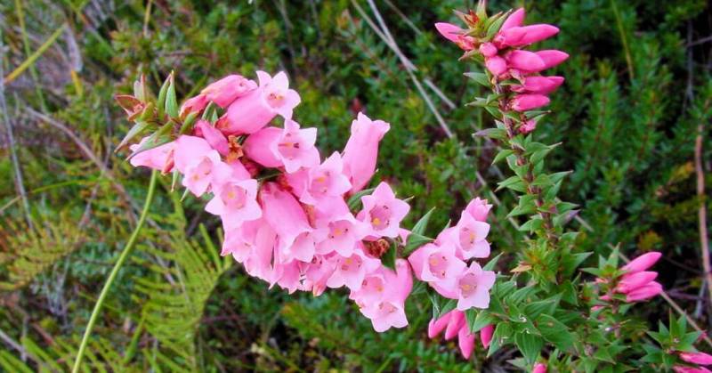 common-health-epacris-impressa-200209291197-1024x536