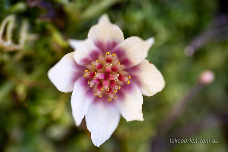 tasmanian-sassafras-flower-0838