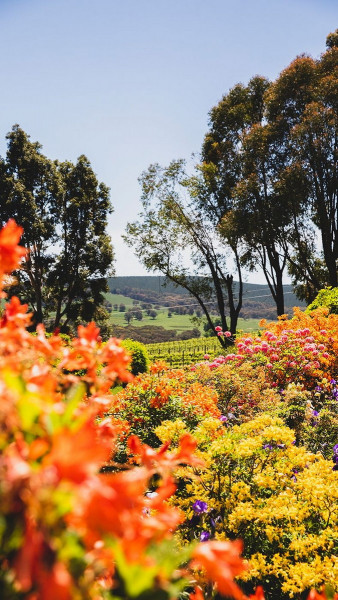 SOCIAL MEDIA 9:16 - Courabyra Wines, Tumbarumba